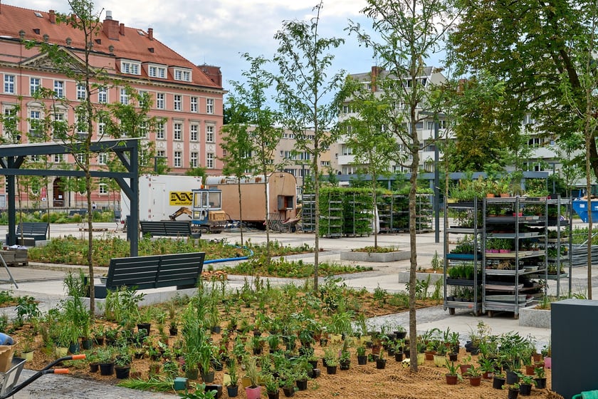 Plac Nowy Targ coraz bardziej zielony. Zdjęcia po zielonej rewolucji - czerwiec 2024 r.