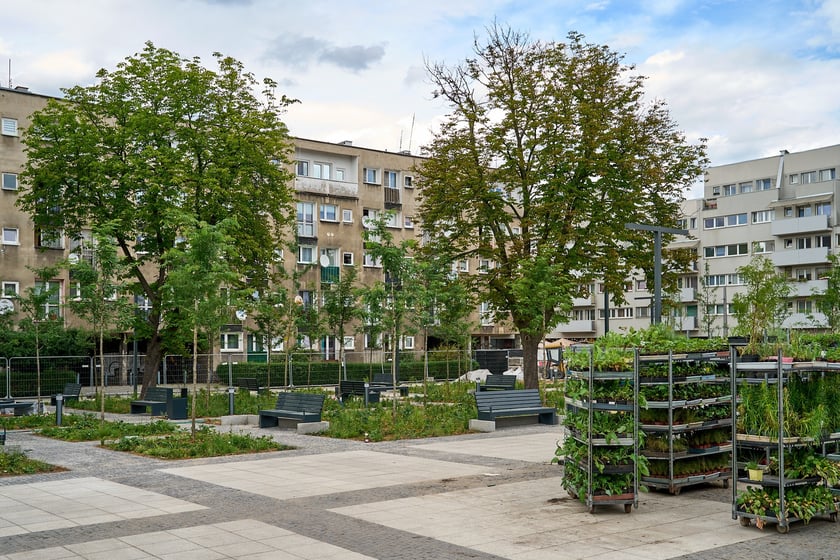 Plac Nowy Targ coraz bardziej zielony. Zdjęcia po zielonej rewolucji - czerwiec 2024 r.