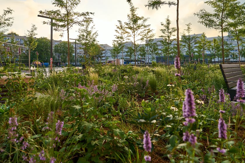 Zielony plac Nowy Targ o wschodzie słońca