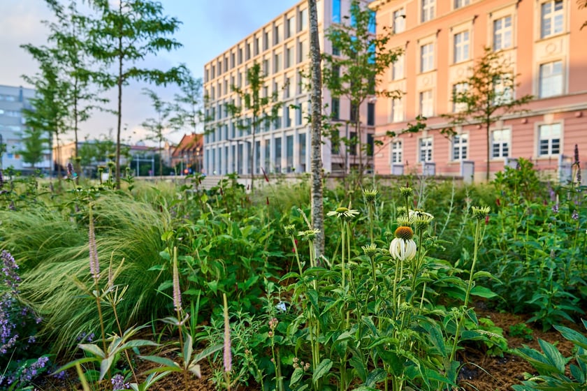 Zielony plac Nowy Targ o wschodzie słońca