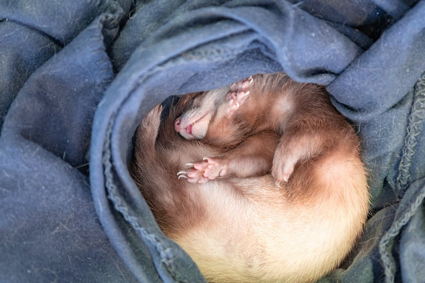 Dolnośląskie Targi Zoologiczne na Tarczyński Arenie