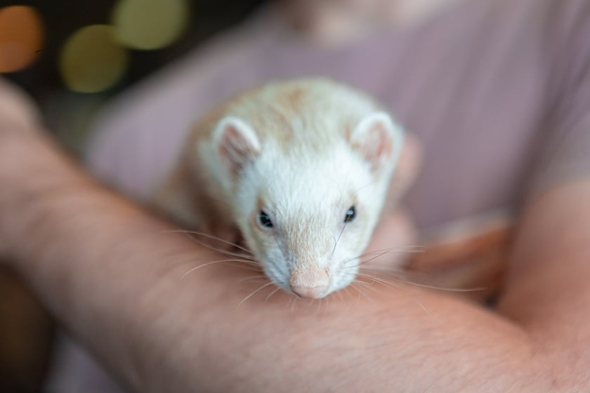 Dolnośląskie Targi Zoologiczne na Tarczyński Arenie