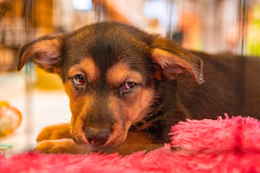Dolnośląskie Targi Zoologiczne na Tarczyński Arenie