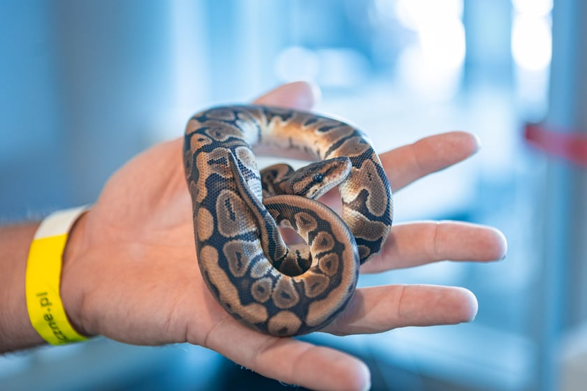 Dolnośląskie Targi Zoologiczne na Tarczyński Arenie