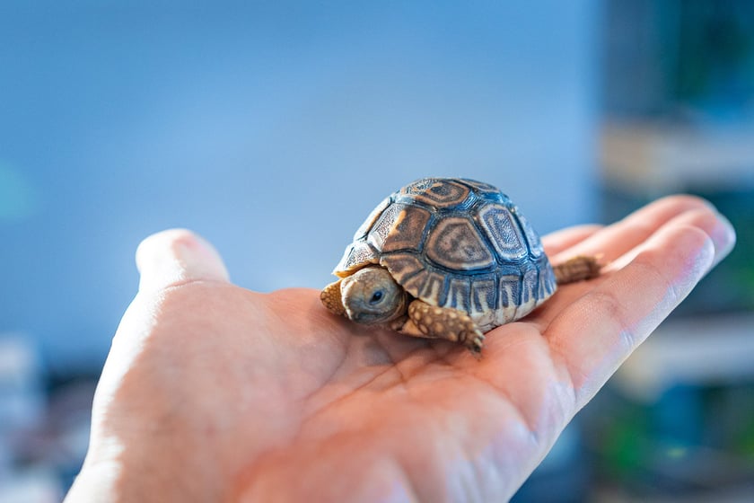 Dolnośląskie Targi Zoologiczne na Tarczyński Arenie