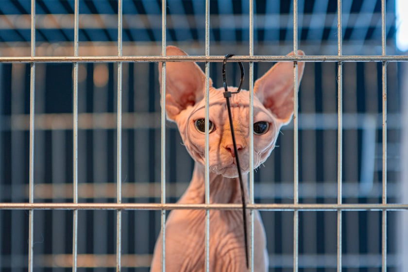 Dolnośląskie Targi Zoologiczne na Tarczyński Arenie