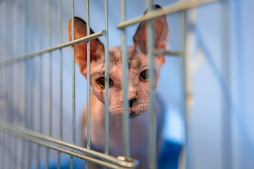 Dolnośląskie Targi Zoologiczne na Tarczyński Arenie
