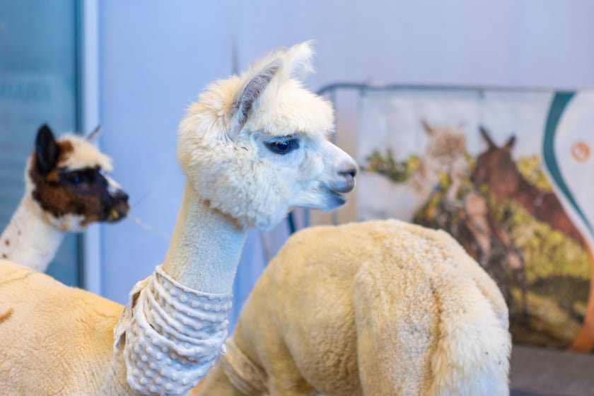 Dolnośląskie Targi Zoologiczne na Tarczyński Arenie