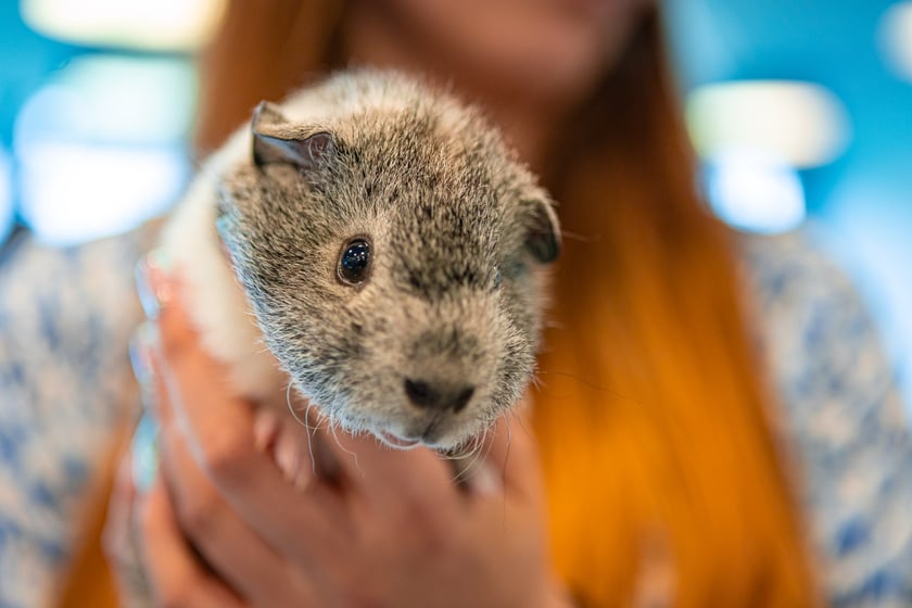 Dolnośląskie Targi Zoologiczne na Tarczyński Arenie