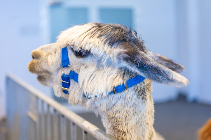 Dolnośląskie Targi Zoologiczne na Tarczyński Arenie