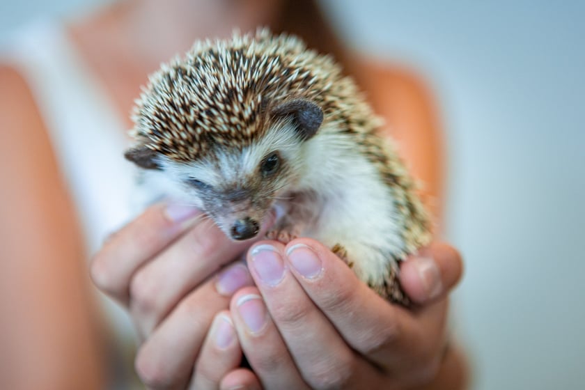 Dolnośląskie Targi Zoologiczne na Tarczyński Arenie
