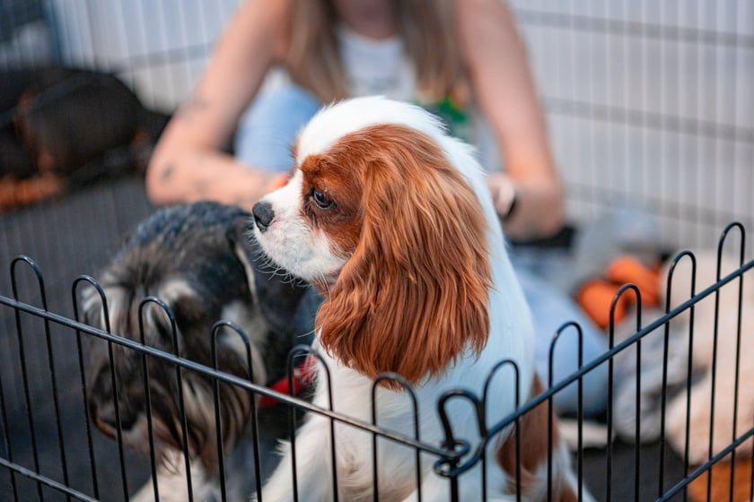 Dolnośląskie Targi Zoologiczne na Tarczyński Arenie
