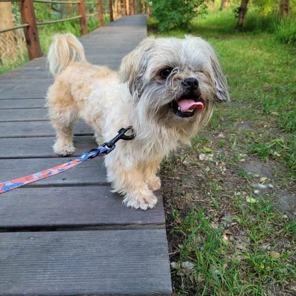 Kuba ma 6 lat, waży 6 kg i jest mistrzem w zdobywaniu ludzkich serc. Ma problem z okiem, kt&oacute;re będzie musiało być usunięte. Szuka kochającego człowieka, kt&oacute;ry pozwoli mu czasem drzemać w fotelu.