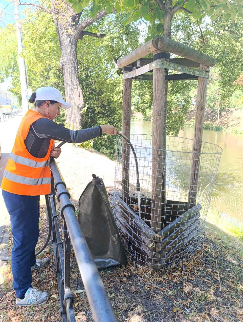 Podlewanie roślin w mieście