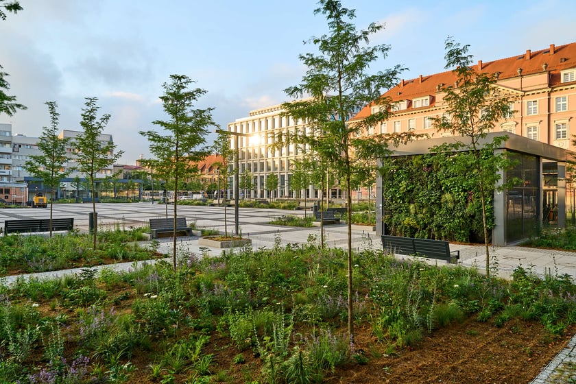 Plac Nowy Targ po zakończeniu prac związanych z zazielenianiem