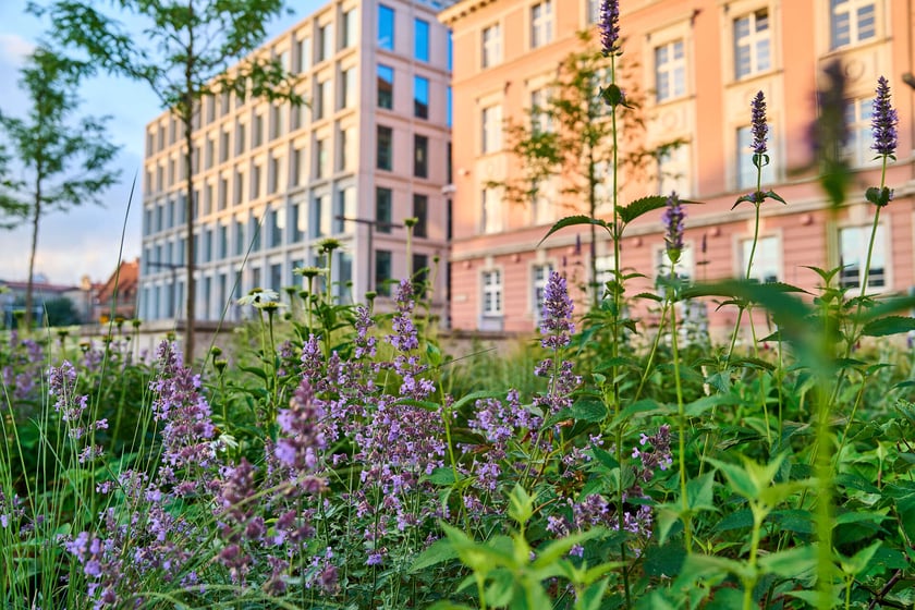 Plac Nowy Targ po zakończeniu prac związanych z zazielenianiem