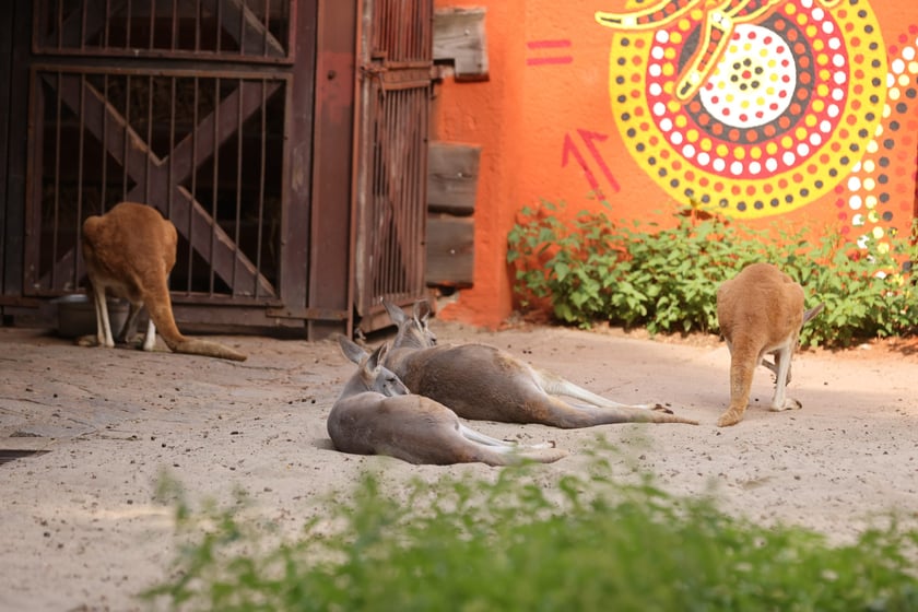 Wrocławskie ZOO. 27 lipca 2024 roku