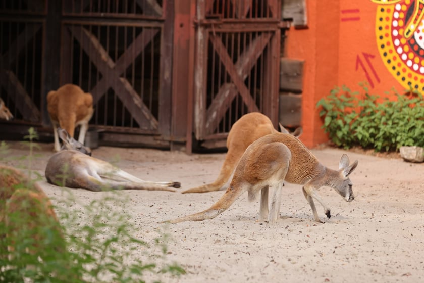 Wrocławskie ZOO. 27 lipca 2024 roku