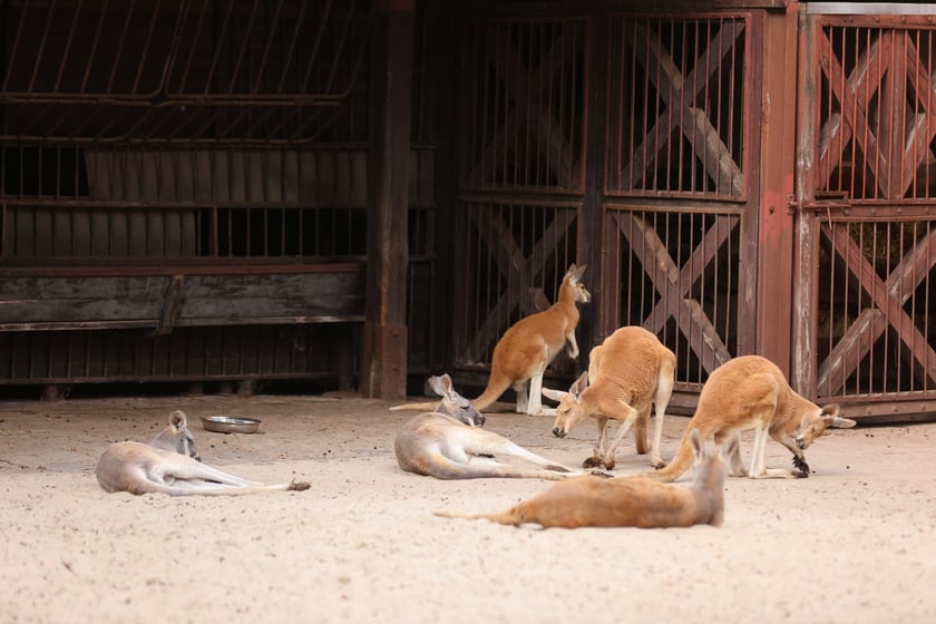 Wrocławskie ZOO. 27 lipca 2024 roku