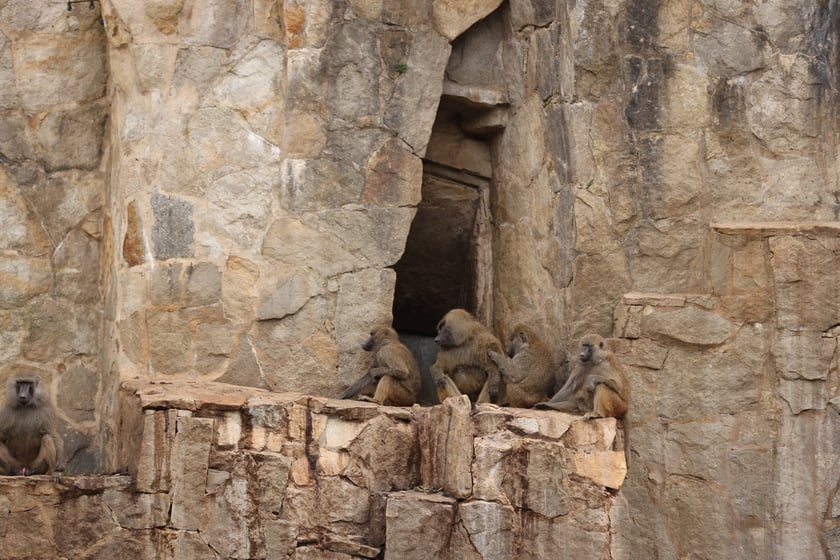 Wrocławskie ZOO. 27 lipca 2024 roku