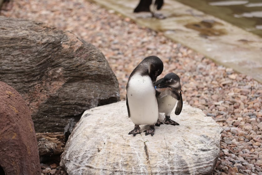 Wrocławskie ZOO. 27 lipca 2024 roku