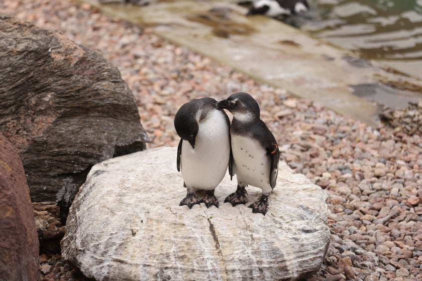 Wrocławskie ZOO. 27 lipca 2024 roku