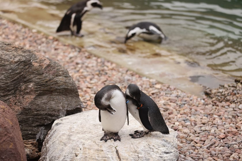 Wrocławskie ZOO. 27 lipca 2024 roku