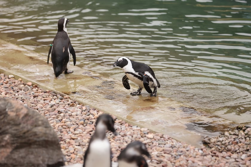 Wrocławskie ZOO. 27 lipca 2024 roku