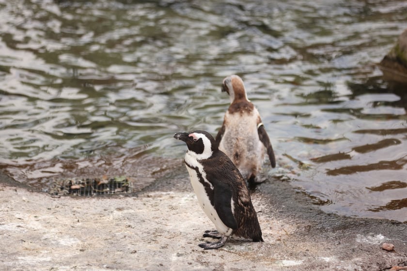 Wrocławskie ZOO. 27 lipca 2024 roku