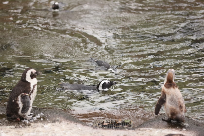 Wrocławskie ZOO. 27 lipca 2024 roku