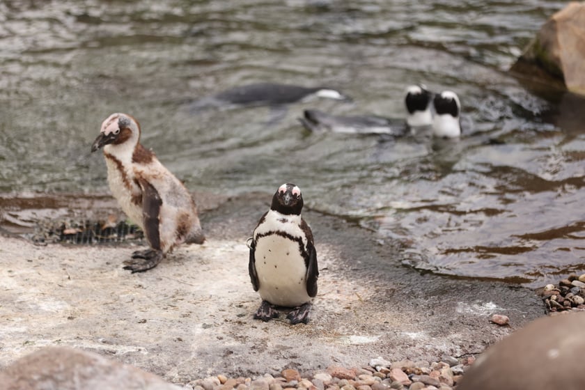 Wrocławskie ZOO. 27 lipca 2024 roku