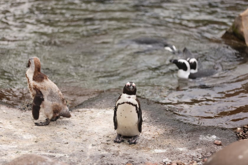 Wrocławskie ZOO. 27 lipca 2024 roku