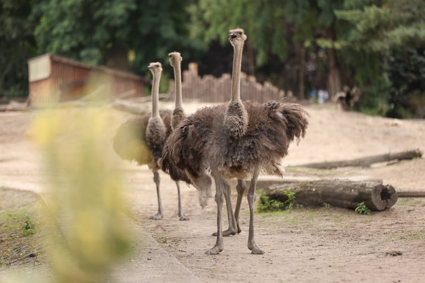 Wrocławskie ZOO. 27 lipca 2024 roku