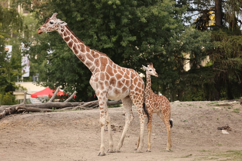 Wrocławskie ZOO. 27 lipca 2024 roku