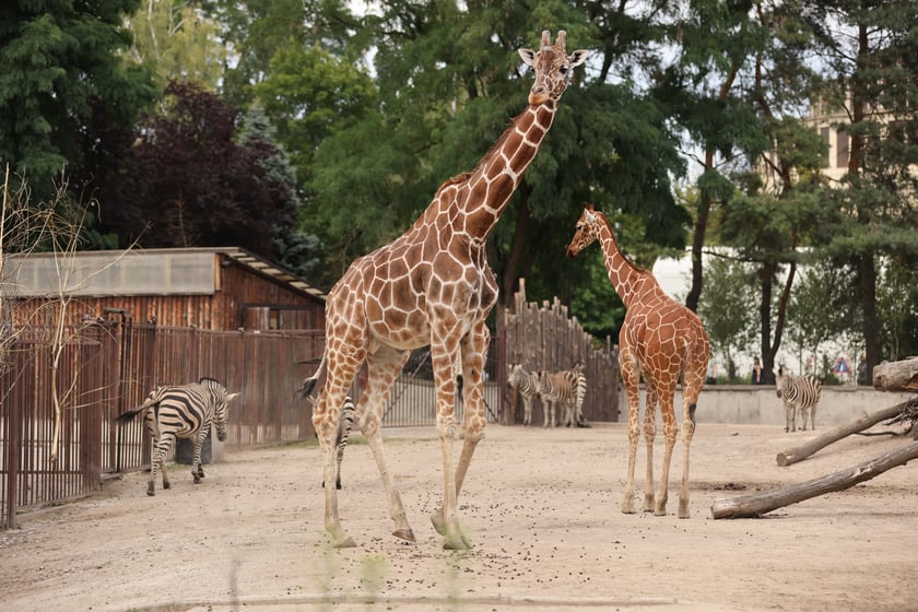Wrocławskie ZOO. 27 lipca 2024 roku