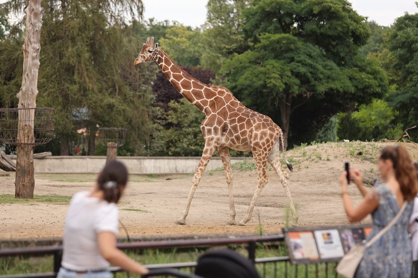 Wrocławskie ZOO. 27 lipca 2024 roku