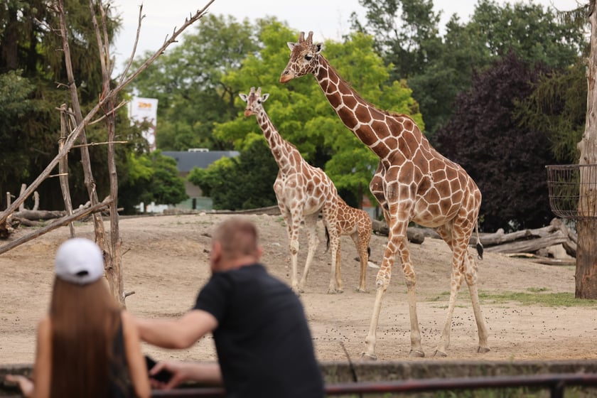 Wrocławskie ZOO. 27 lipca 2024 roku