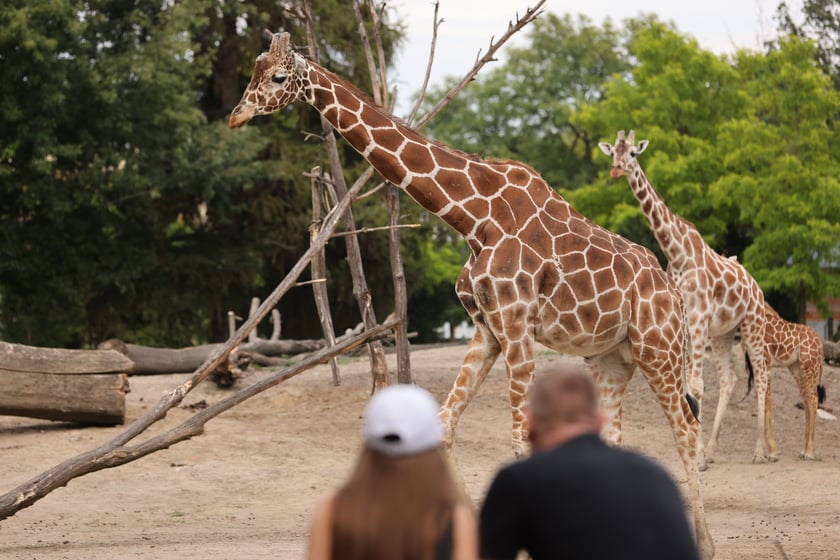Wrocławskie ZOO. 27 lipca 2024 roku