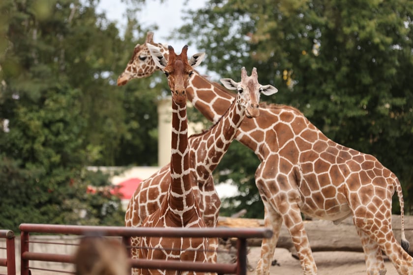 Wrocławskie ZOO. 27 lipca 2024 roku