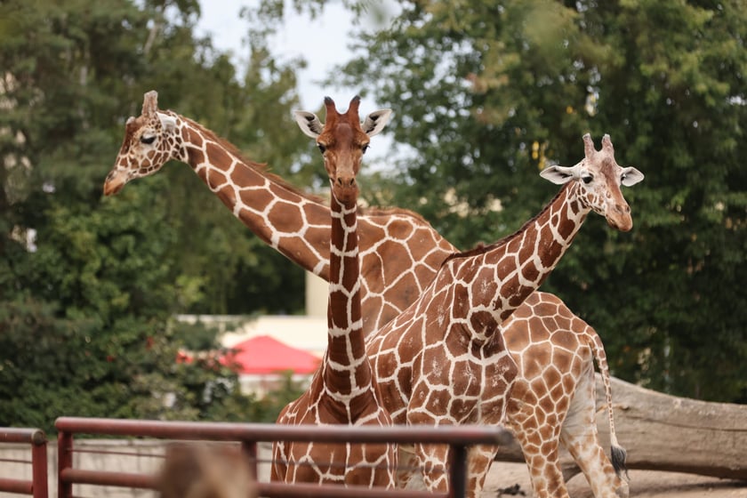 Wrocławskie ZOO. 27 lipca 2024 roku