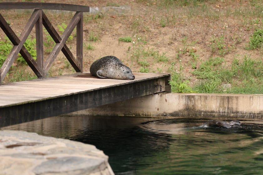 Wrocławskie ZOO. 27 lipca 2024 roku