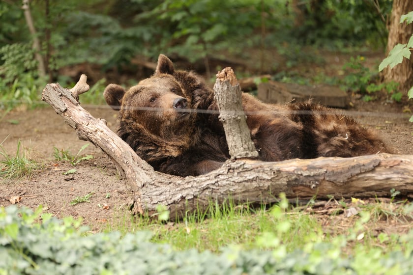 Wrocławskie ZOO. 27 lipca 2024 roku