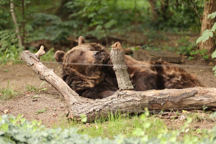 Wrocławskie ZOO. 27 lipca 2024 roku