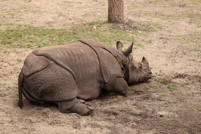 Wrocławskie ZOO. 27 lipca 2024 roku