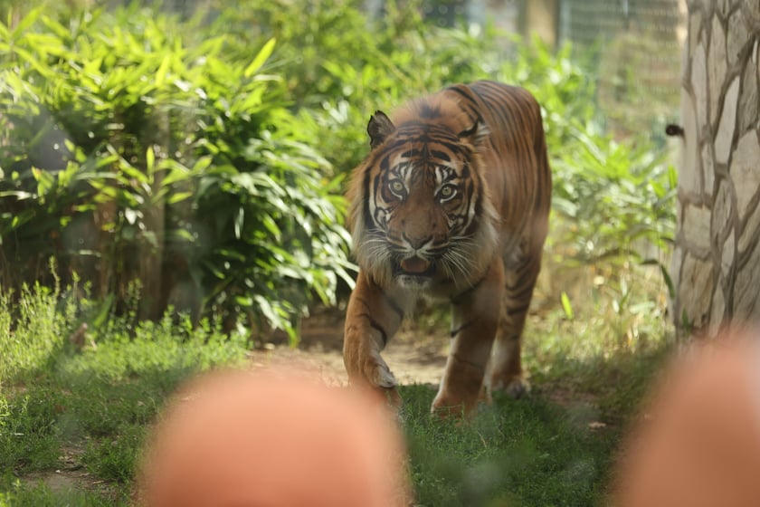 Wrocławskie ZOO. 27 lipca 2024 roku