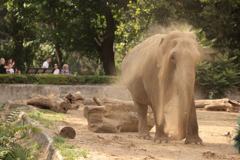 Wrocławskie ZOO. 27 lipca 2024 roku