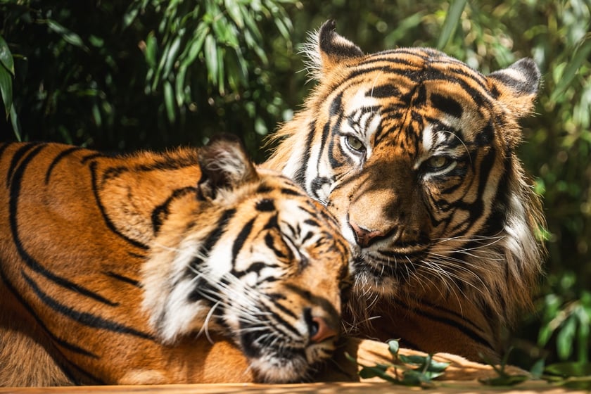 Nuri i Tengah, tygrysy z wrocławskiego zoo