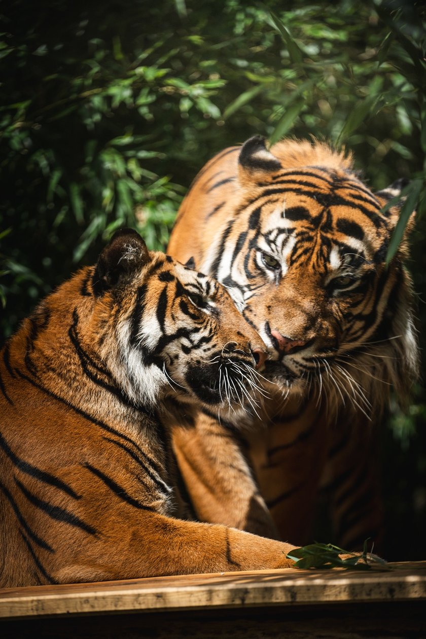 Nuri i Tengah, tygrysy z wrocławskiego zoo