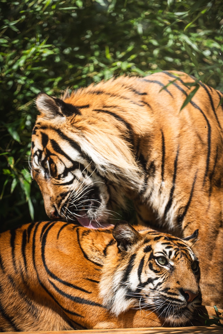 Nuri i Tengah, tygrysy z wrocławskiego zoo