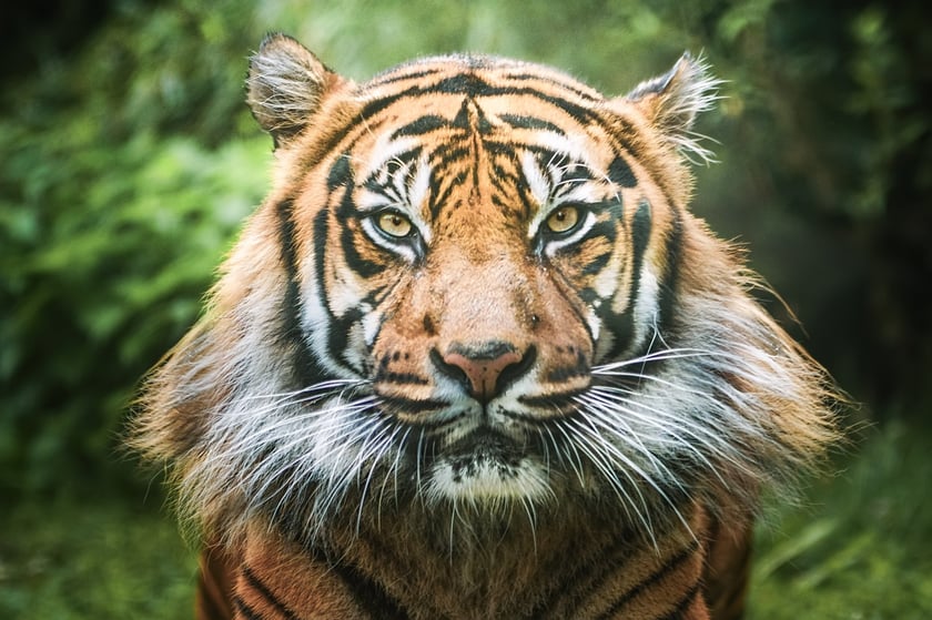 Tengah, tygrys sumatrzański z wrocławskiego zoo
